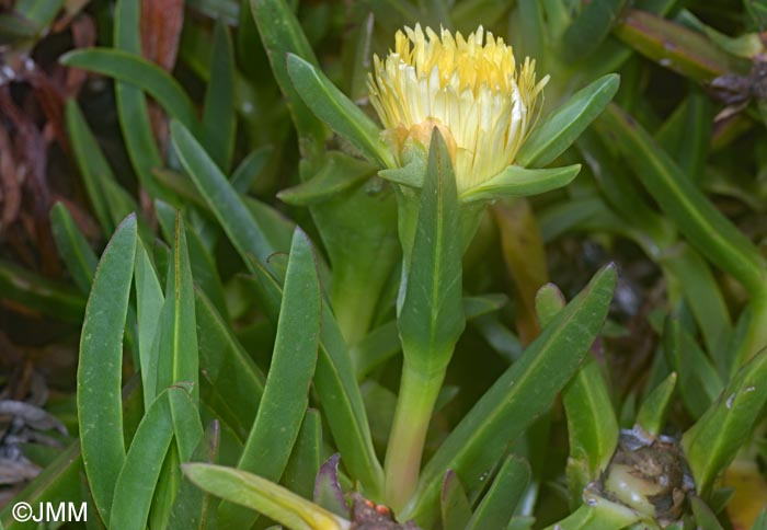 Carpobrotus edulis