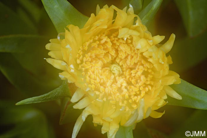 Carpobrotus edulis