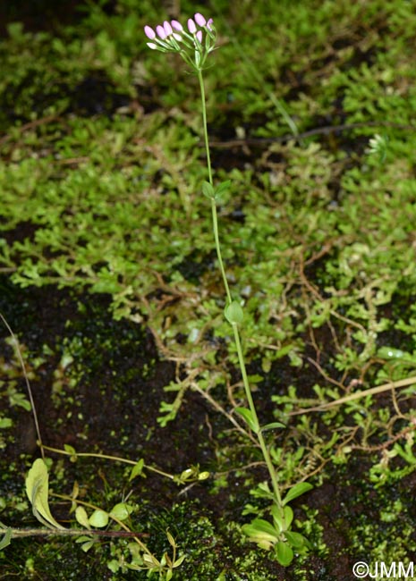 Centaurium erythraea subsp. grandiflorum