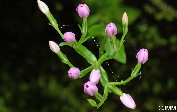 Centaurium erythraea subsp. grandiflorum