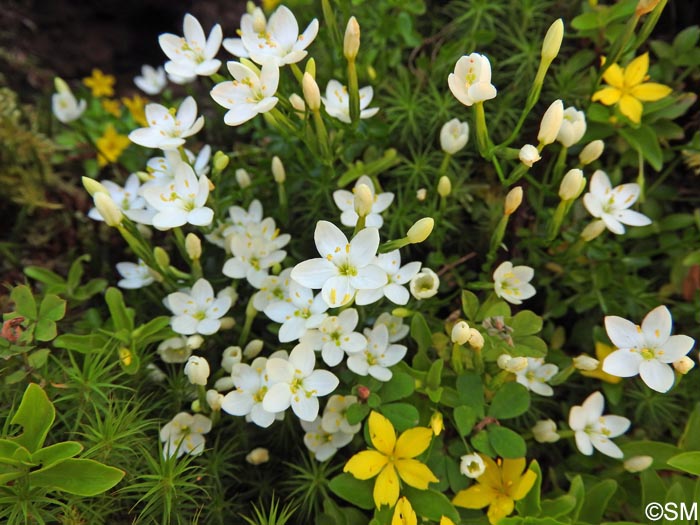 Centaurium scilloides & Lysimachia azorica