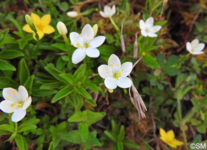 Centaurium scilloides & Lysimachia azorica