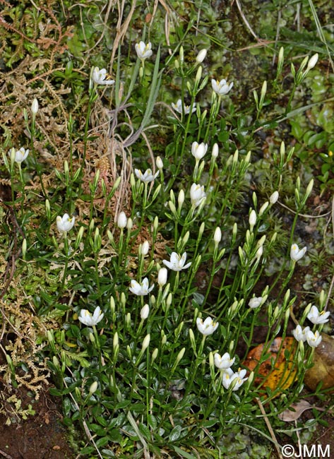 Centaurium scilloides