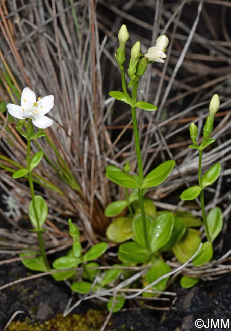 Centaurium scilloides