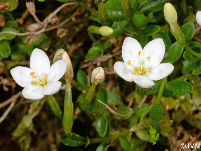 Centaurium scilloides