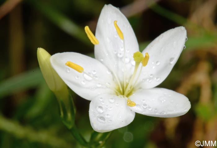 Centaurium scilloides