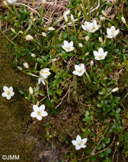 Centaurium scilloides