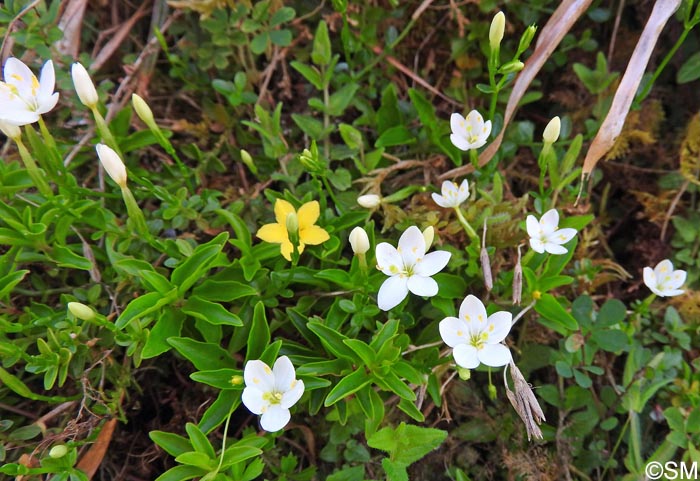 Centaurium scilloides & Lysimachia azorica