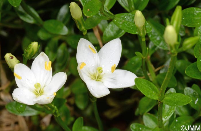 Centaurium scilloides