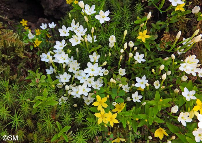 Centaurium scilloides & Lysimachia azorica