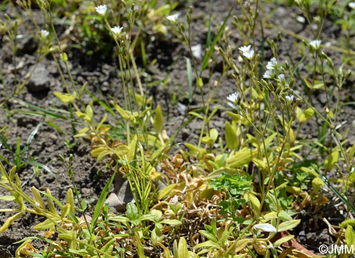 Cerastium azoricum