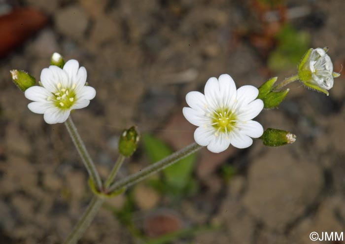 Cerastium azoricum