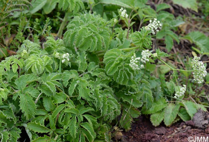 Chaerophyllum azoricum