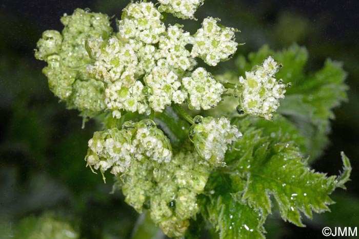 Chaerophyllum azoricum