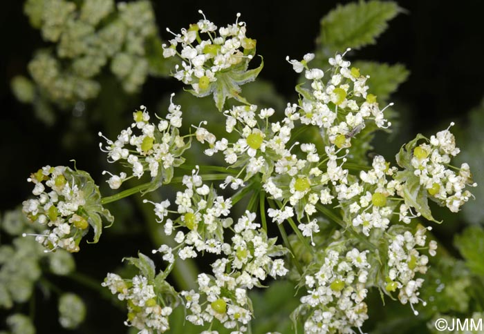 Chaerophyllum azoricum