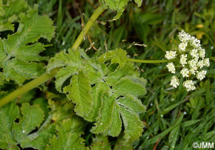 Chaerophyllum azoricum