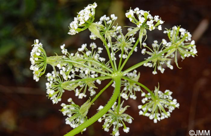 Chaerophyllum azoricum