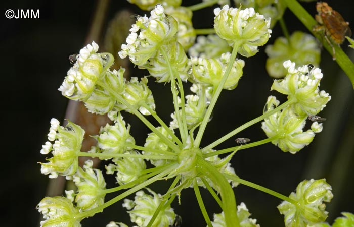 Chaerophyllum azoricum