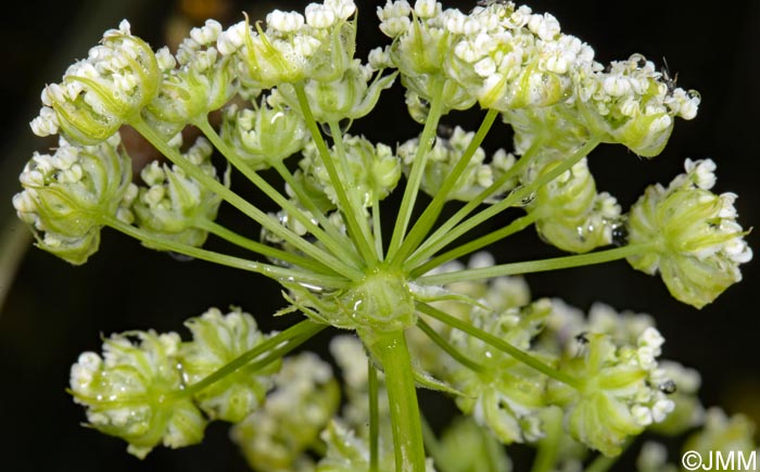 Chaerophyllum azoricum