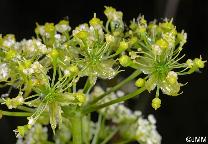 Chaerophyllum azoricum