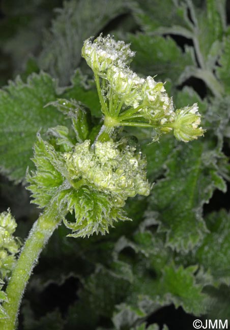 Chaerophyllum azoricum