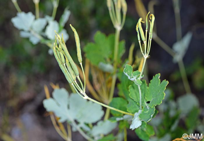 Chelidonium majus