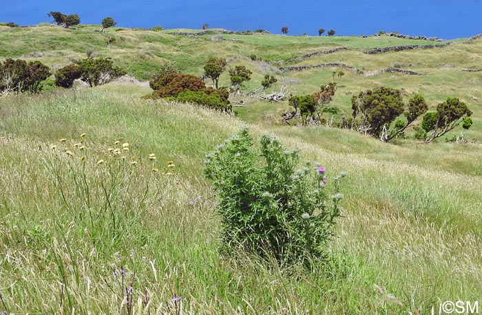 Cirsium vulgare subsp. crinitum