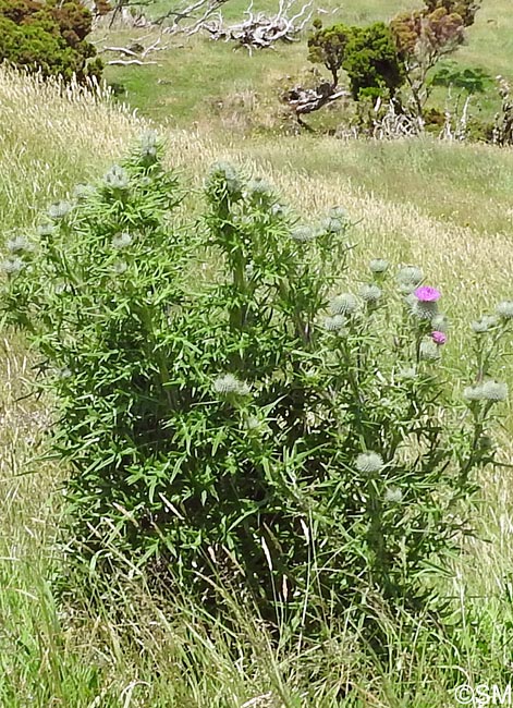 Cirsium vulgare subsp. crinitum