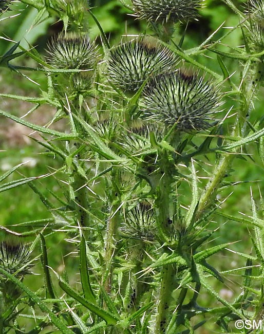 Cirsium vulgare subsp. crinitum