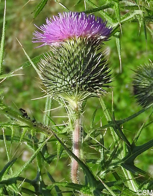 Cirsium vulgare subsp. crinitum