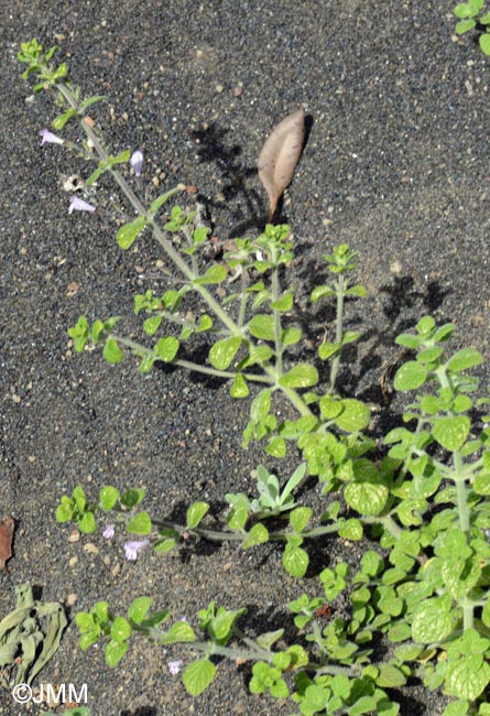 Clinopodium nepeta = Calamintha nepeta