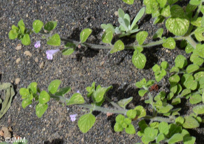 Clinopodium nepeta = Calamintha nepeta