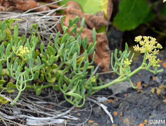 Crithmum maritimum