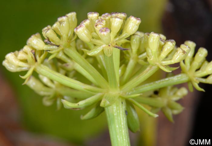 Crithmum maritimum