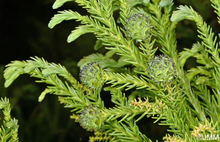 Cryptomeria japonica