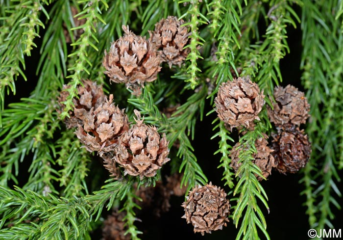 Cryptomeria japonica