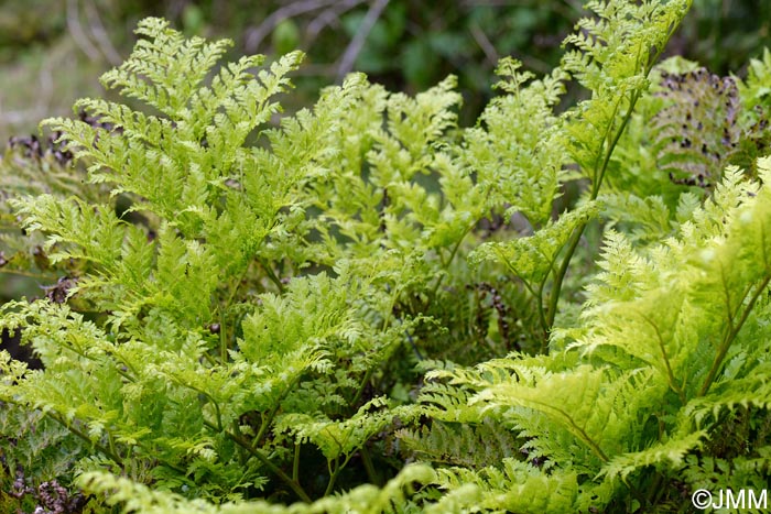 Culcita macrocarpa