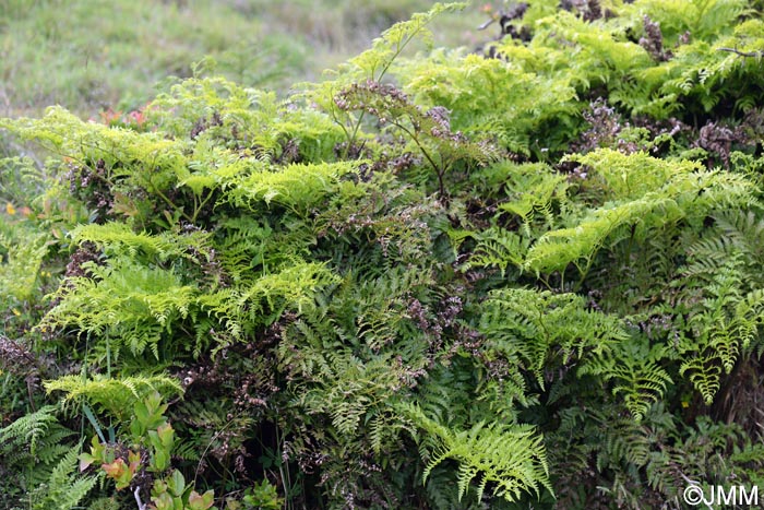 Culcita macrocarpa