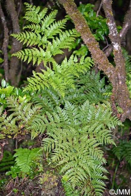 Culcita macrocarpa