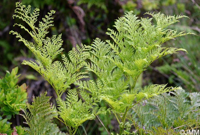 Culcita macrocarpa