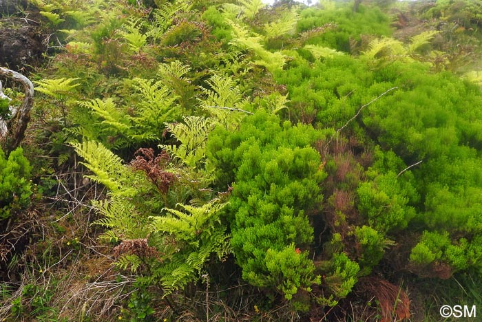 Culcita macrocarpa & Erica azorica