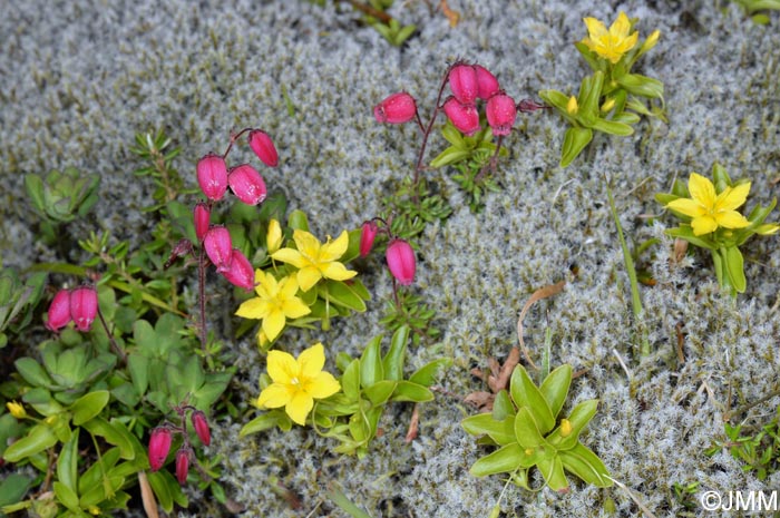 Daboecia azorica & Lysimachia azorica