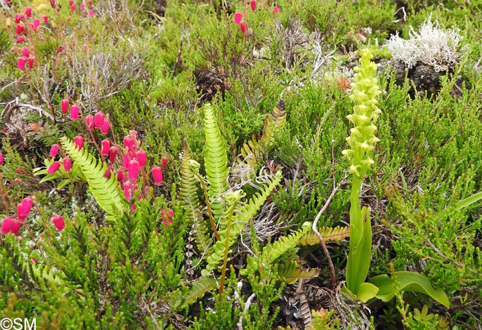 Daboecia azorica & Platanthera pollostantha & Blechnum spicant