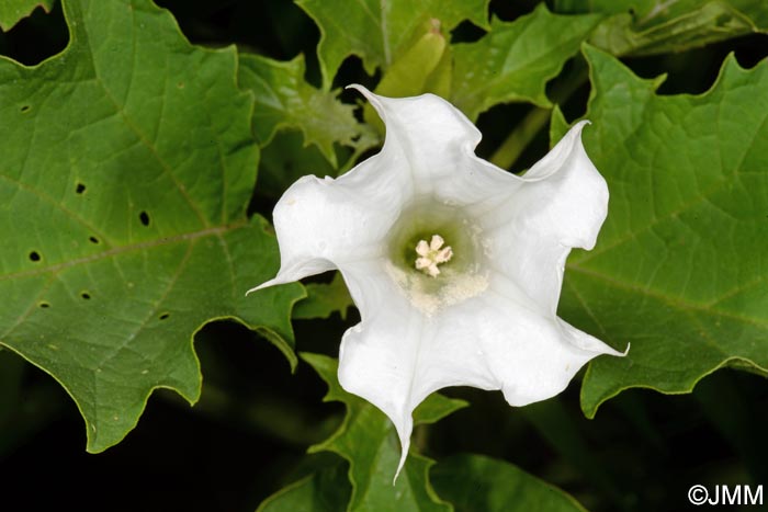 Datura stramonium