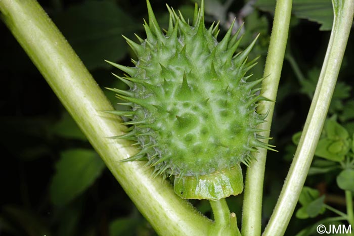 Datura stramonium