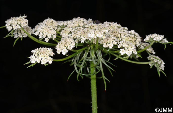 Daucus carota subsp. azoricus