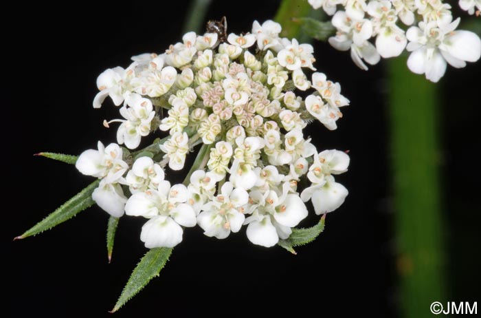 Daucus carota subsp. azoricus