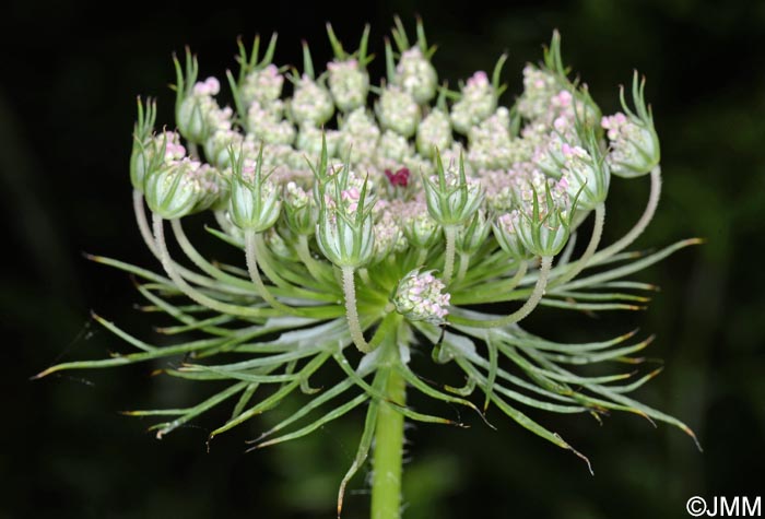 Daucus carota subsp. azoricus