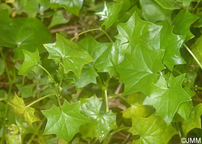 Delairea odorata = Senecio mikanioides