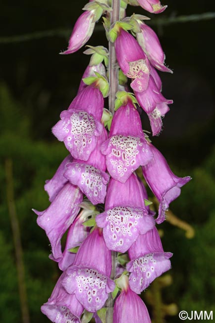 Digitalis purpurea